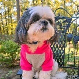 Block Hoodie (Color/Size: Pink on Gray, 2X-Large)